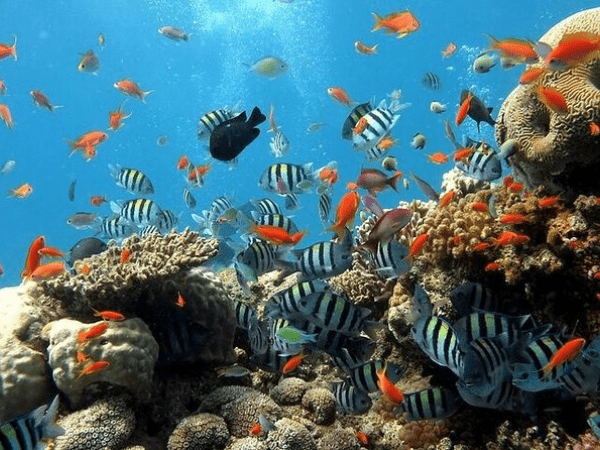 Port Ghalib Diving Adventure