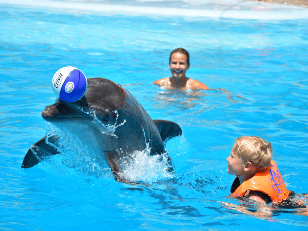 Swim with Dolphins for 15 minutes