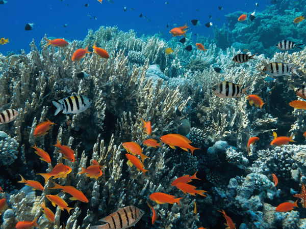 Virgin Islands Snorkeling 