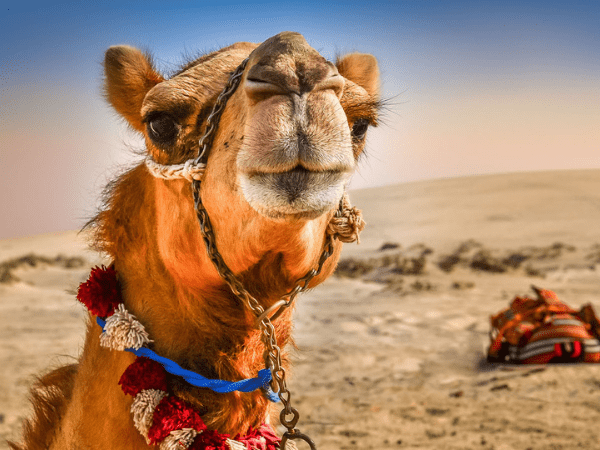 Camel Riding and Lunch