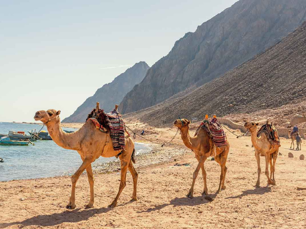 Camel Ride By The Cost